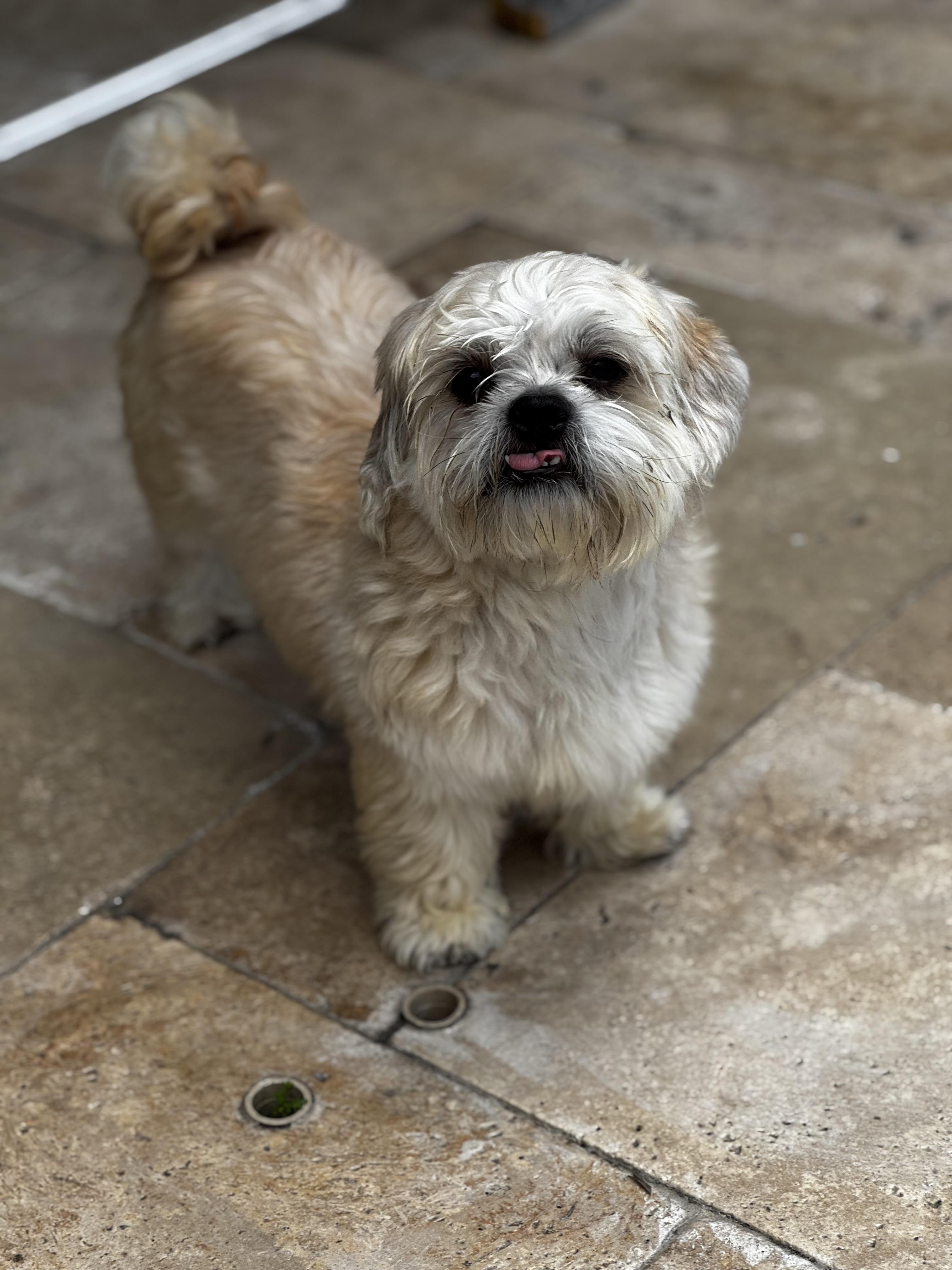 Scooter, a Adoptable Shih Tzu in Orlando, FL image 3/5