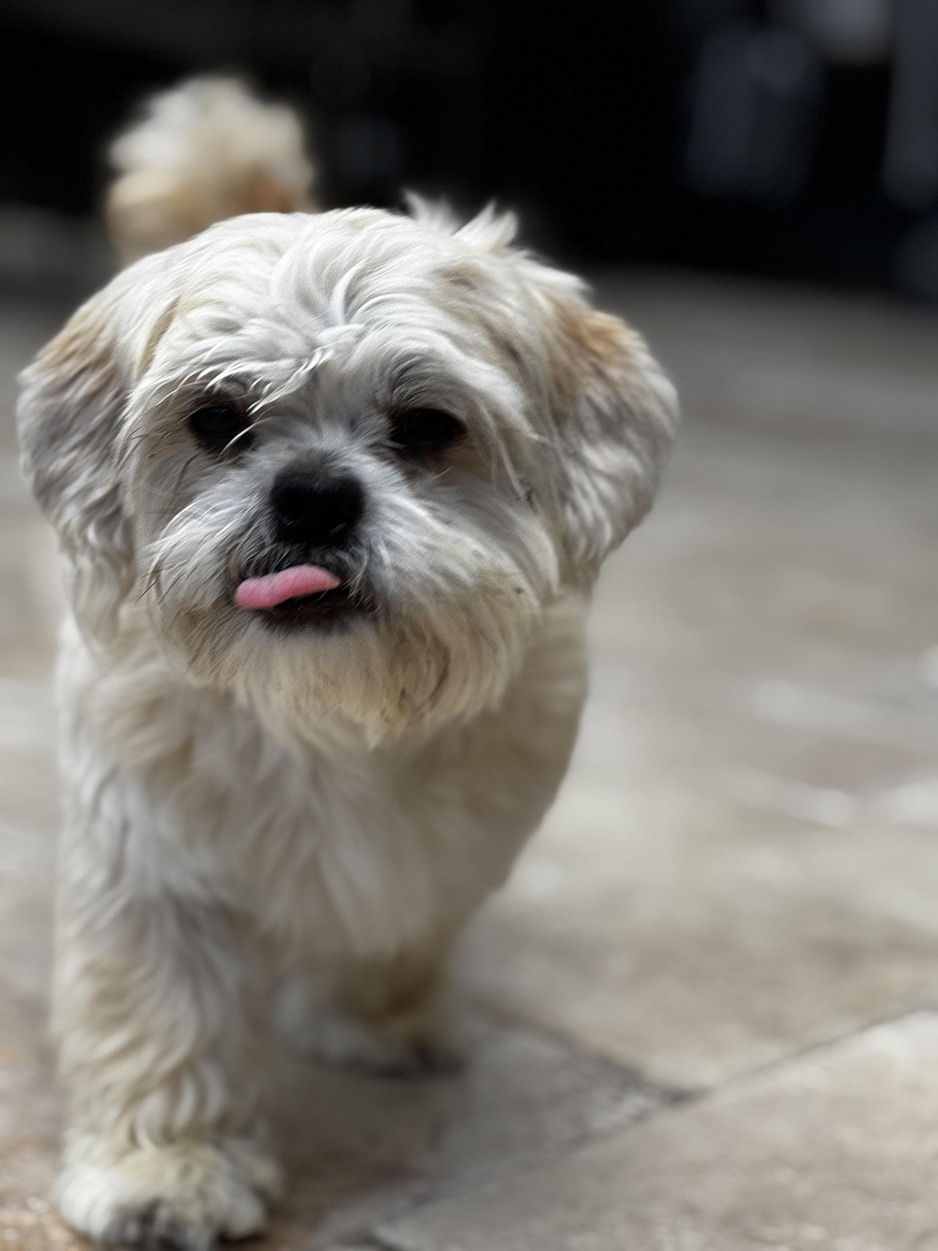 Scooter, a Adoptable Shih Tzu in Orlando, FL image 4/5