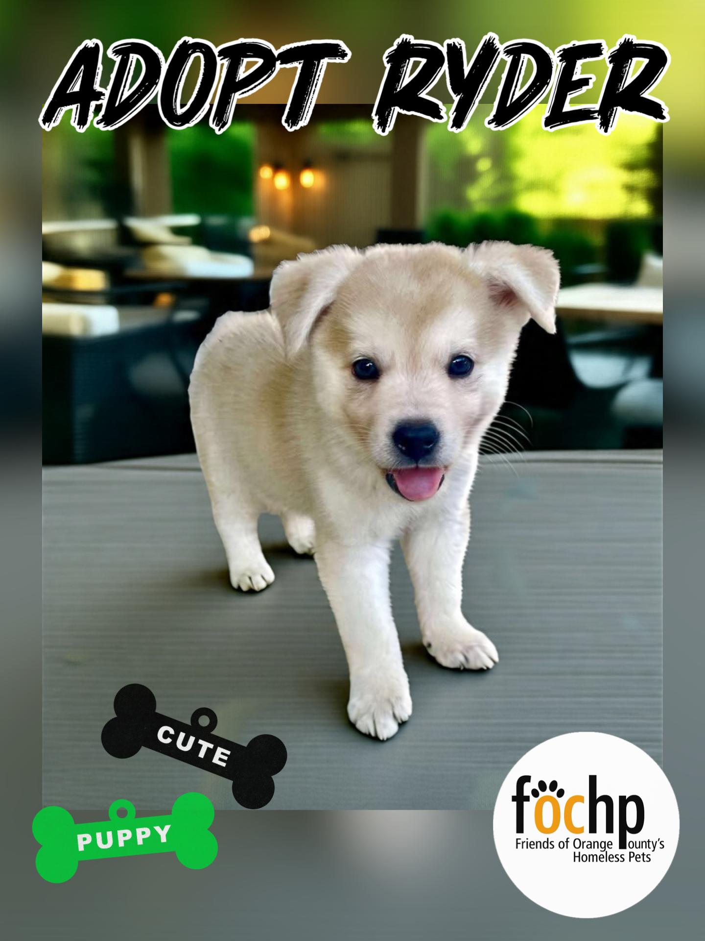 Ryder, Adopted, Puppy Male Labrador Retriever & Husky.