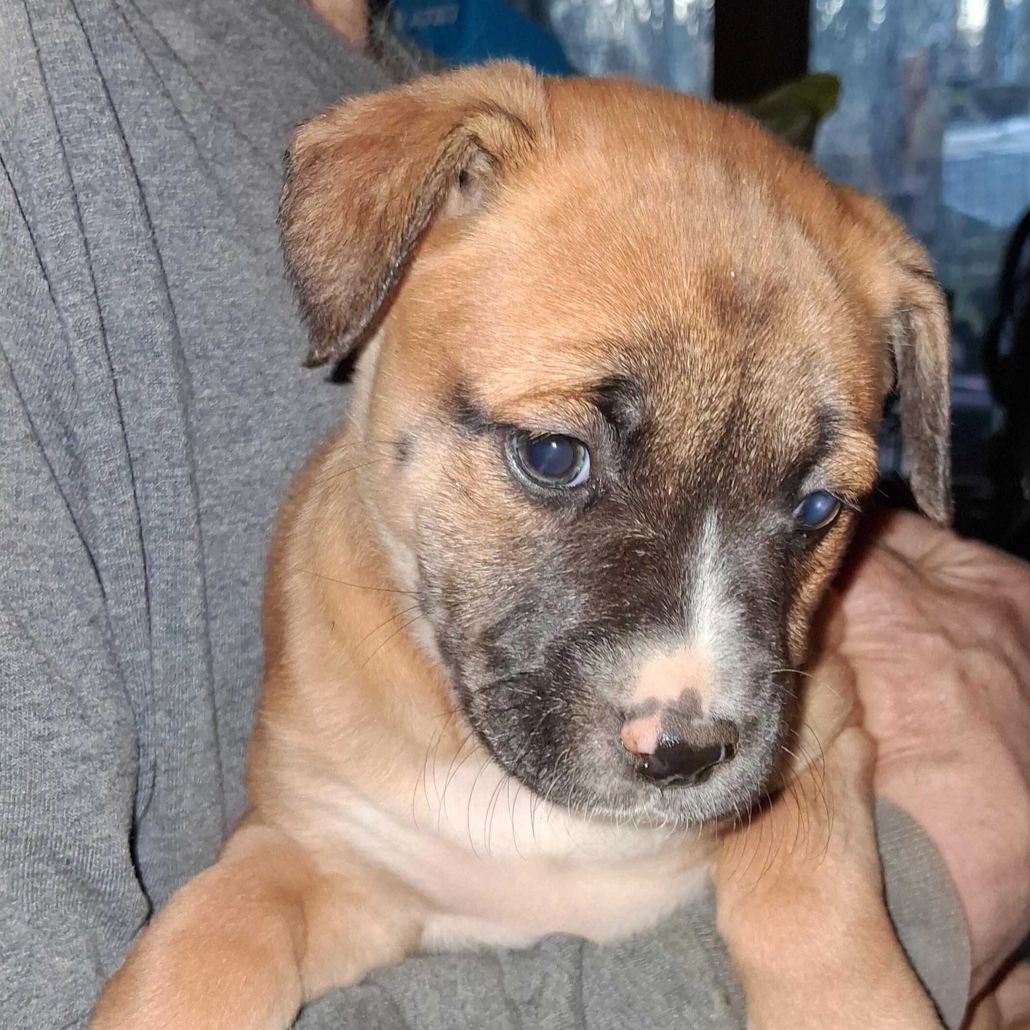 Puppy #7, ADOPTABLE, Puppy Male Labrador Retriever & German Shepherd Dog.