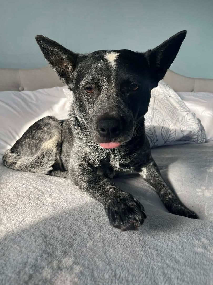 Willow , ADOPTABLE, Adult Female Australian Cattle Dog / Blue Heeler.