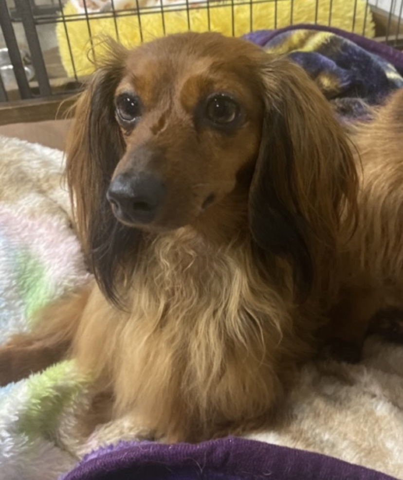 Enlarge Willow, a Adopted Dachshund (Miniature Long Haired) in Royse City, TX image 1/1