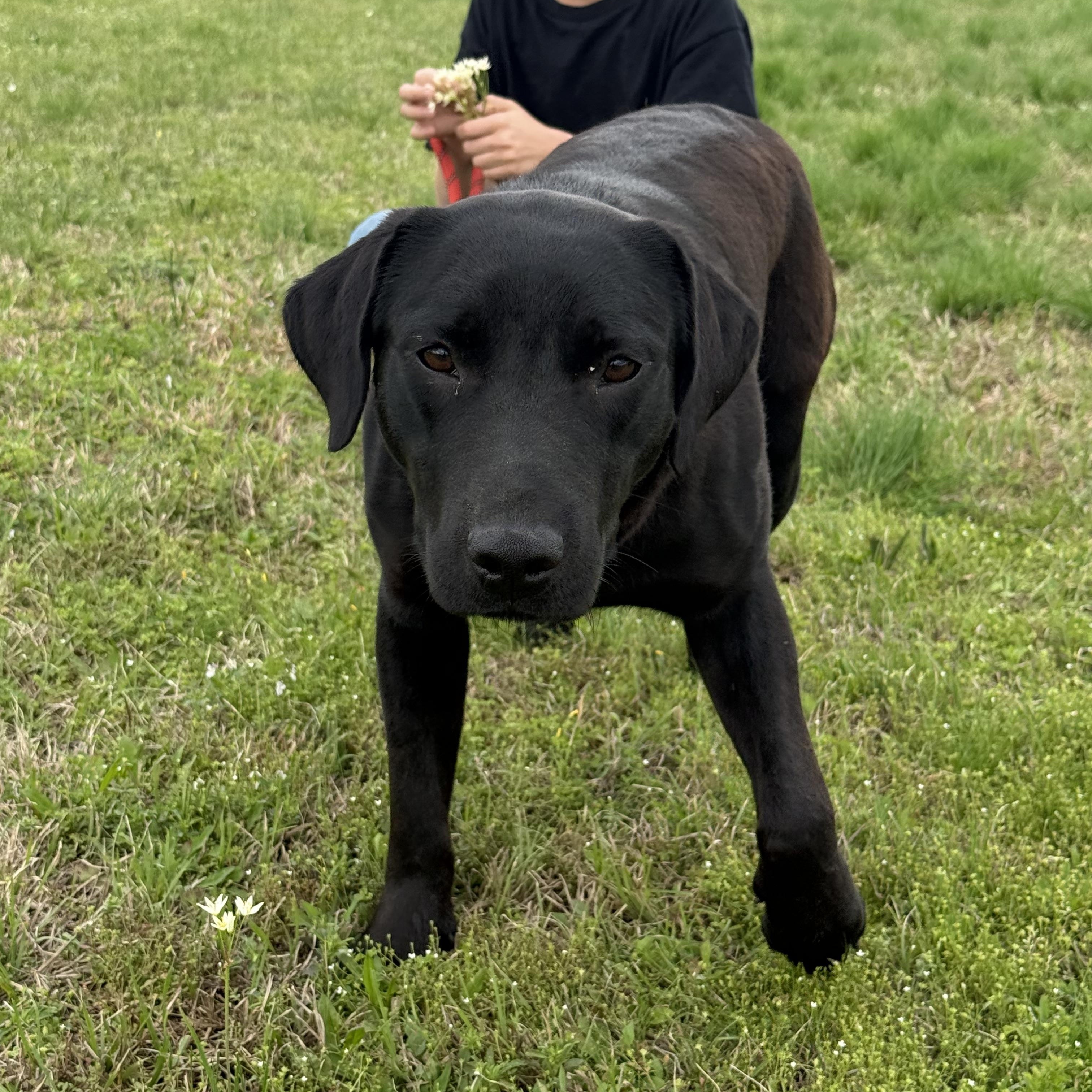Enlarge Iago, a Adoptable mixed breed in Bay City, MI image 2/4