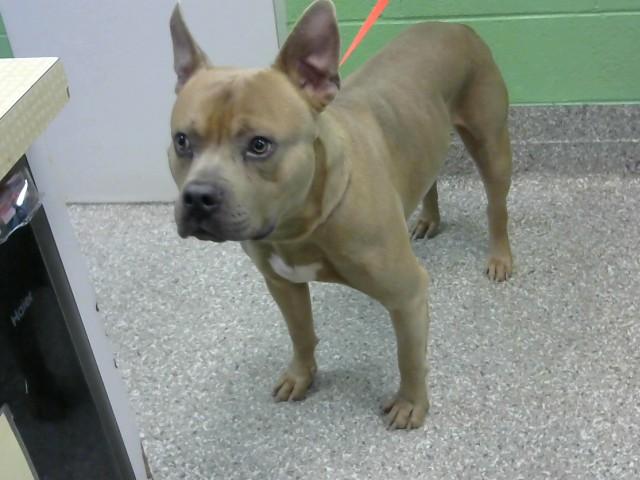 PHOTON, Adoptable, Adult Male Pit Bull Terrier & American Bulldog.