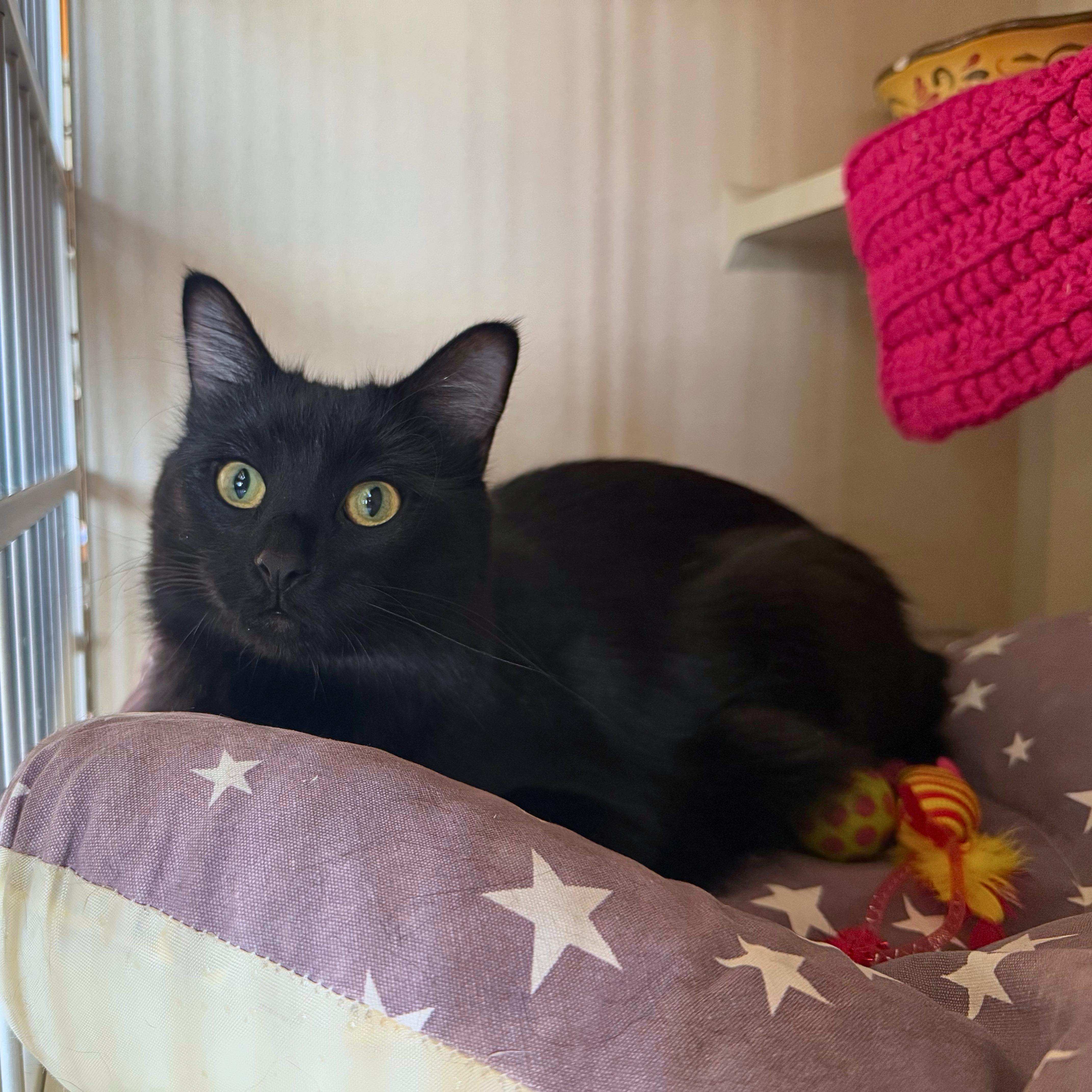Pandora, Adoptable, Adult Female Domestic Medium Hair.