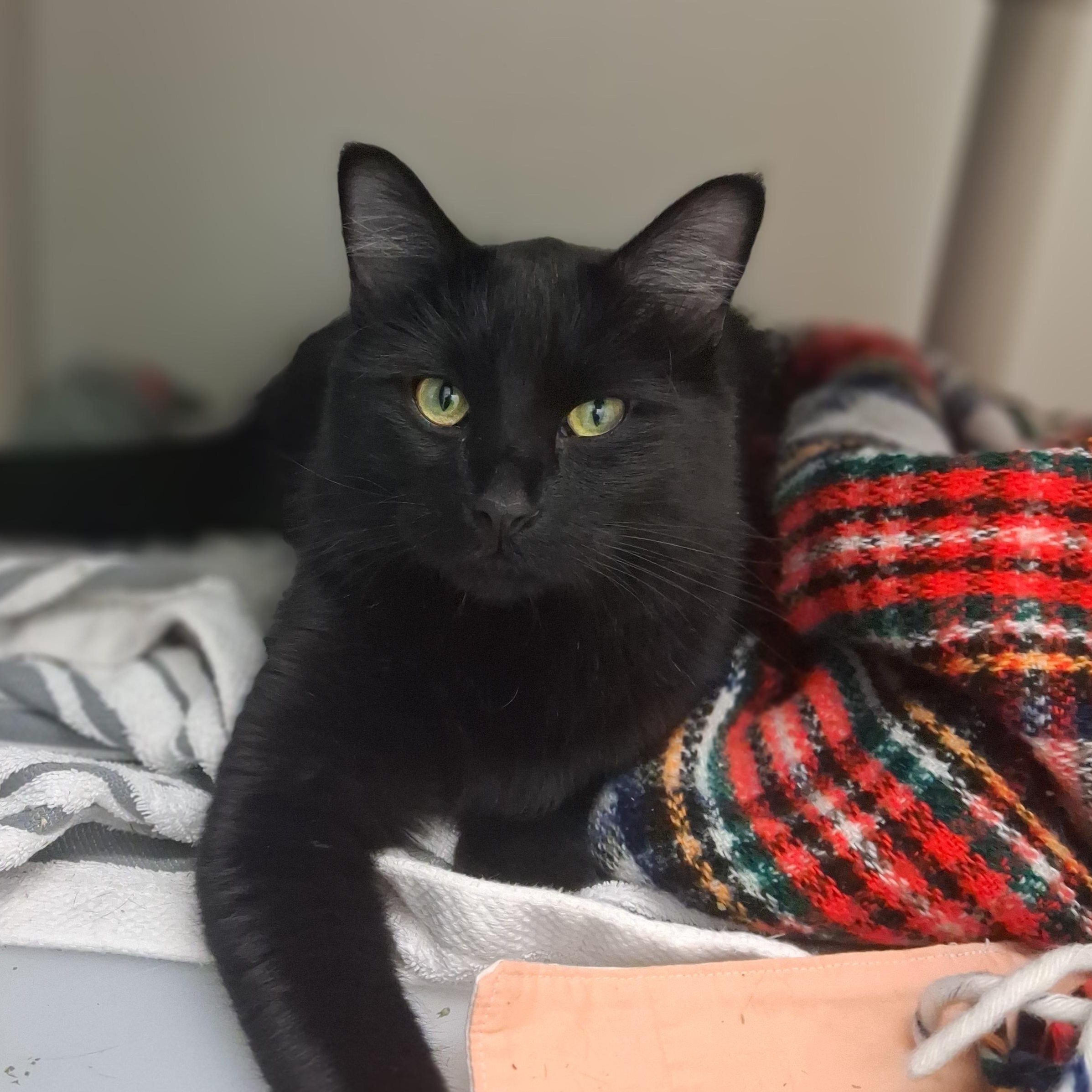 Pandora, a Adoptable Domestic Medium Hair in Ridgway, CO image 1/2