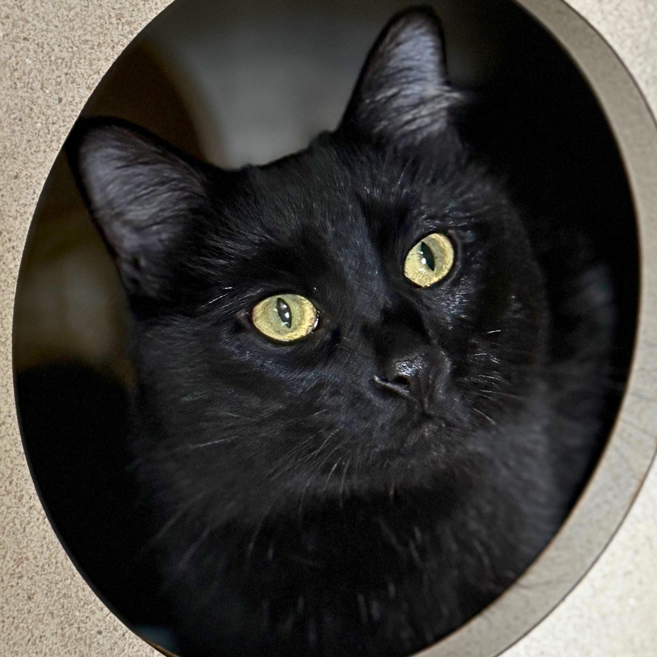 Pandora, a Adoptable Domestic Medium Hair in Ridgway, CO image 2/2