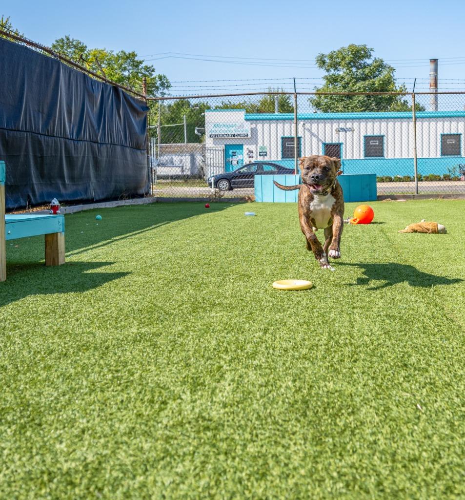 Ferb, Adoptable, Young Male Mixed Breed.