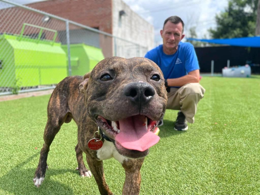 Ferb, a Adoptable mixed breed in Detroit, MI image 2/6
