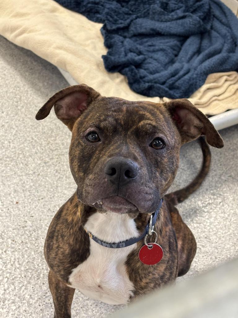 Ferb, a Adoptable mixed breed in Detroit, MI image 3/6