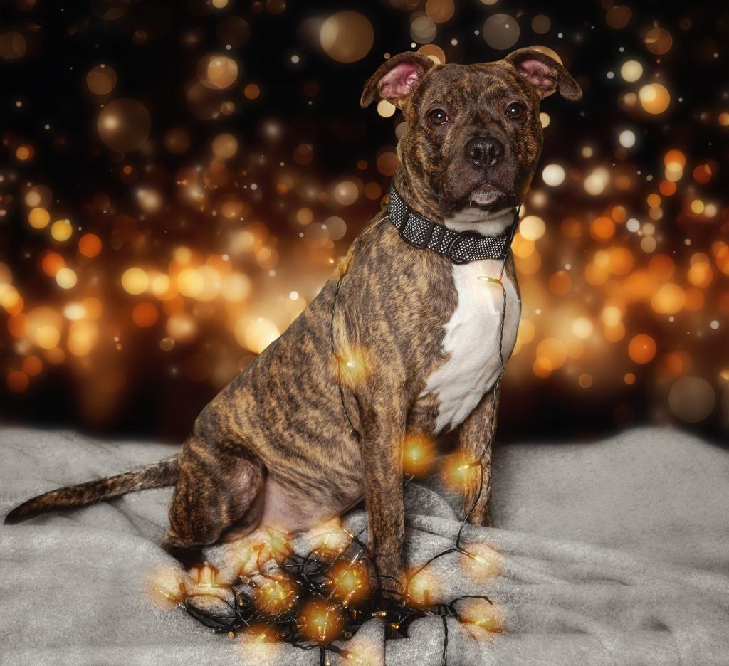 Ferb, a Adoptable mixed breed in Detroit, MI image 4/6