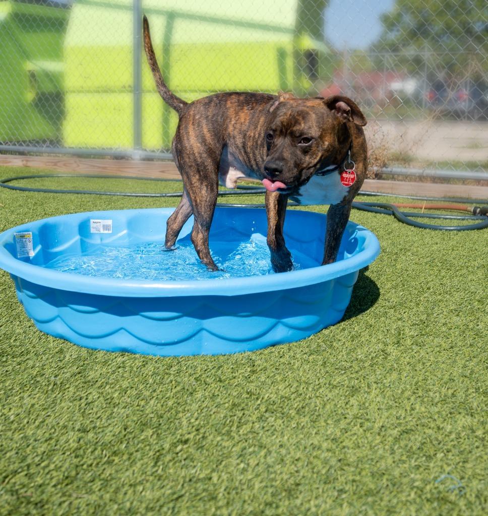Ferb, a Adoptable mixed breed in Detroit, MI image 5/6