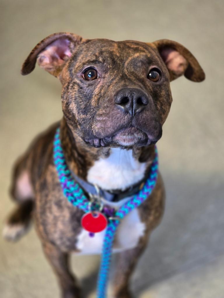 Ferb, a Adoptable mixed breed in Detroit, MI image 6/6