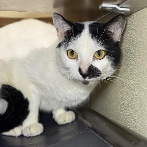 Mohawk, Adoptable, Adult Male American Shorthair.