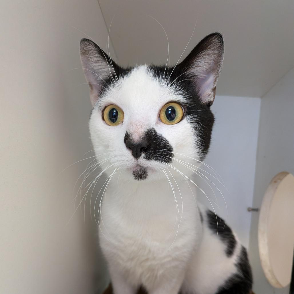 Enlarge Mohawk, a Adoptable American Shorthair in Jeffersonville, IN image 2/2