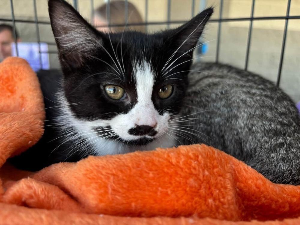 Briar Rose, Adoptable, Kitten Female Domestic Short Hair.