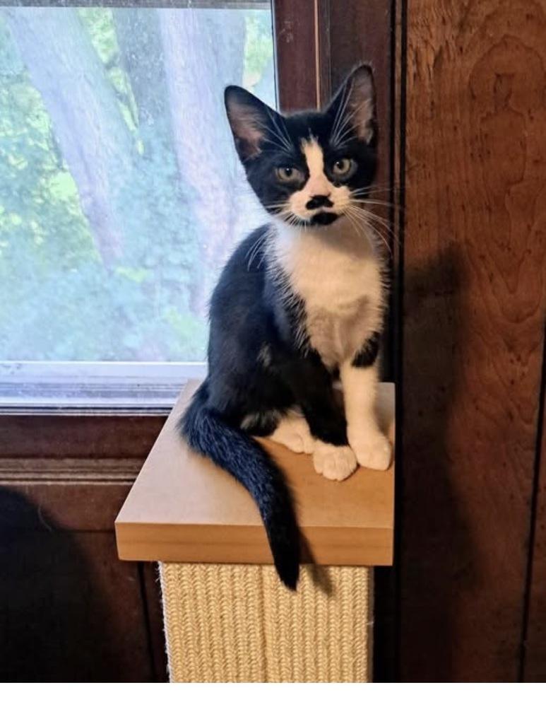 Enlarge Briar Rose, a Adoptable mixed breed in Dorr, MI image 2/5
