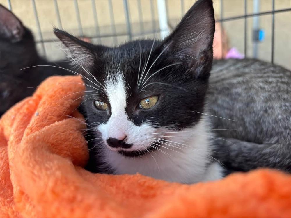Enlarge Briar Rose, a Adoptable mixed breed in Dorr, MI image 3/5