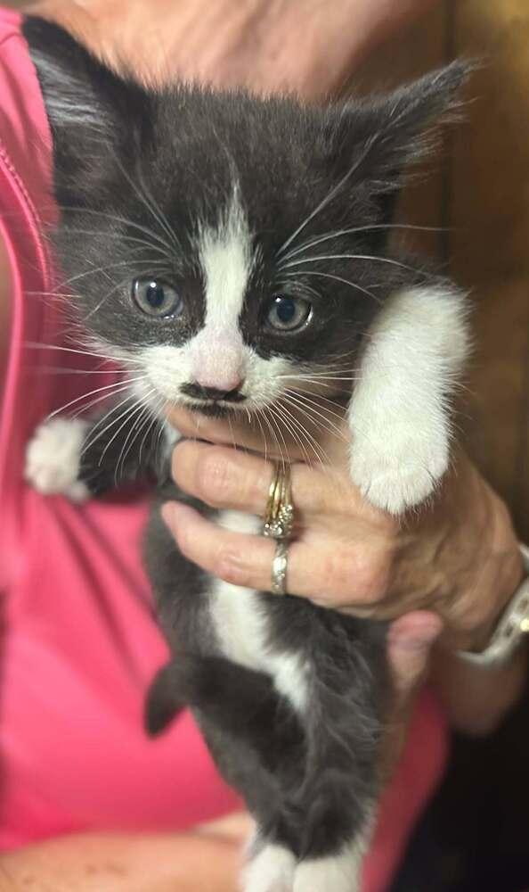 Enlarge Briar Rose, a Adoptable mixed breed in Dorr, MI image 5/5