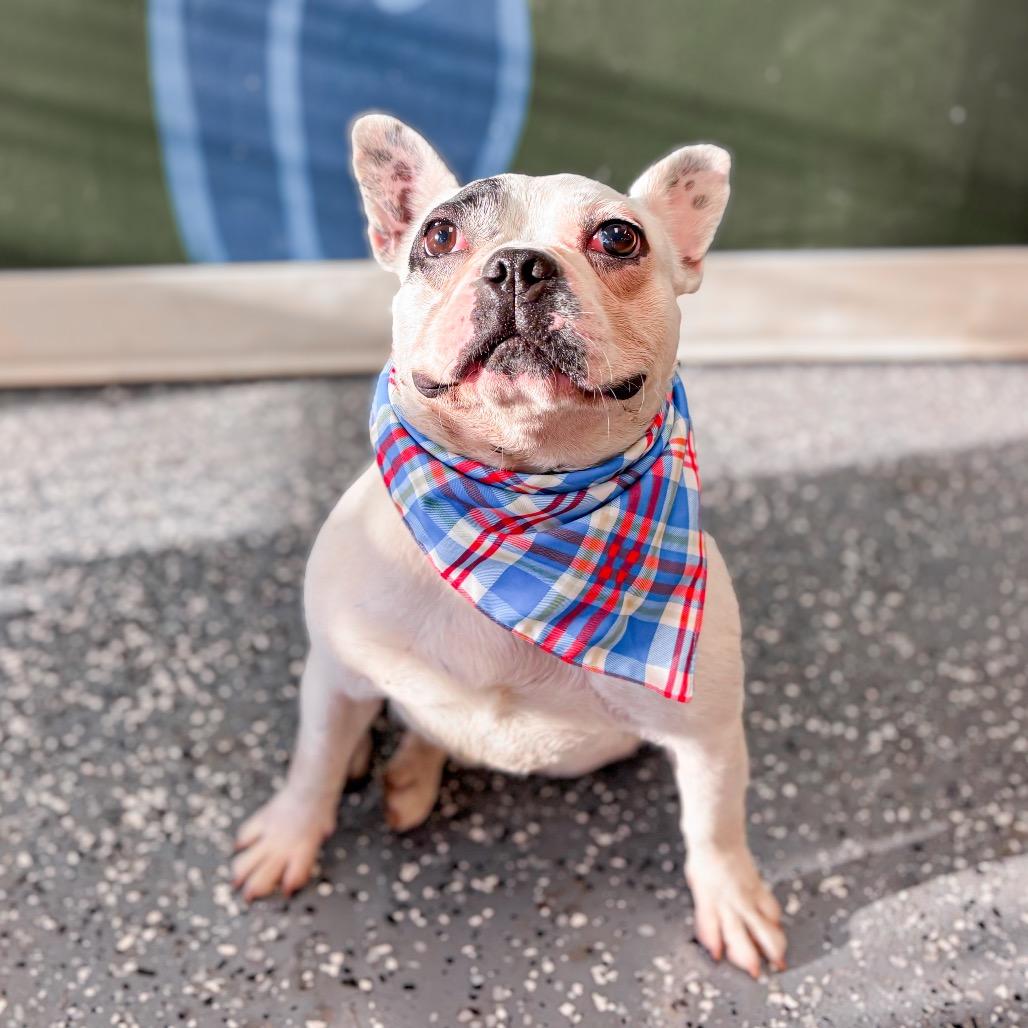 Enlarge Augie, a Adoptable French Bulldog in Springboro, OH image 1/6