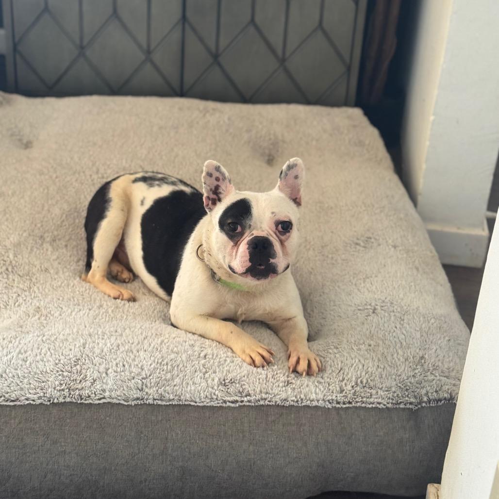 Enlarge Augie, a Adoptable French Bulldog in Springboro, OH image 2/6