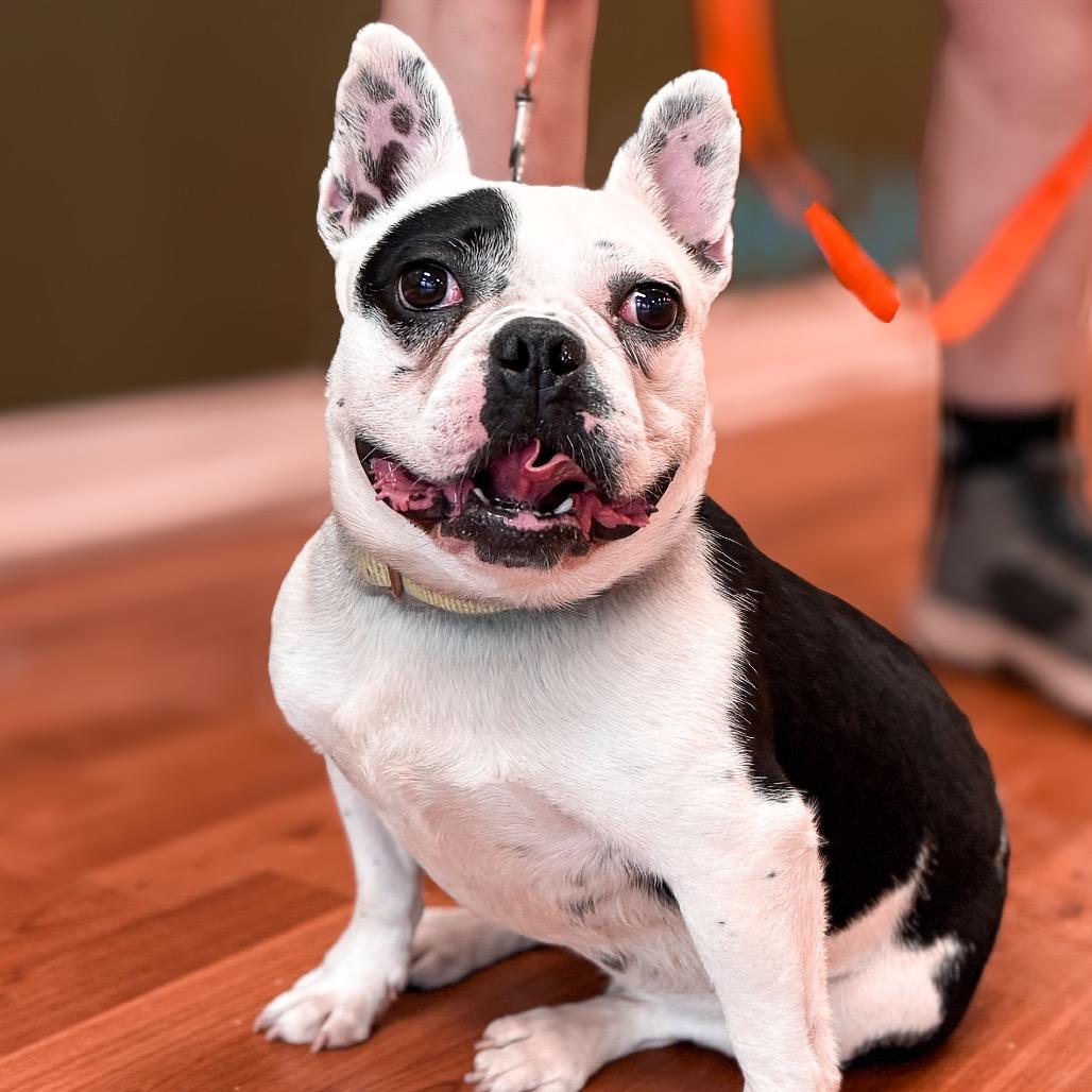 Enlarge Augie, a Adoptable French Bulldog in Springboro, OH image 3/6