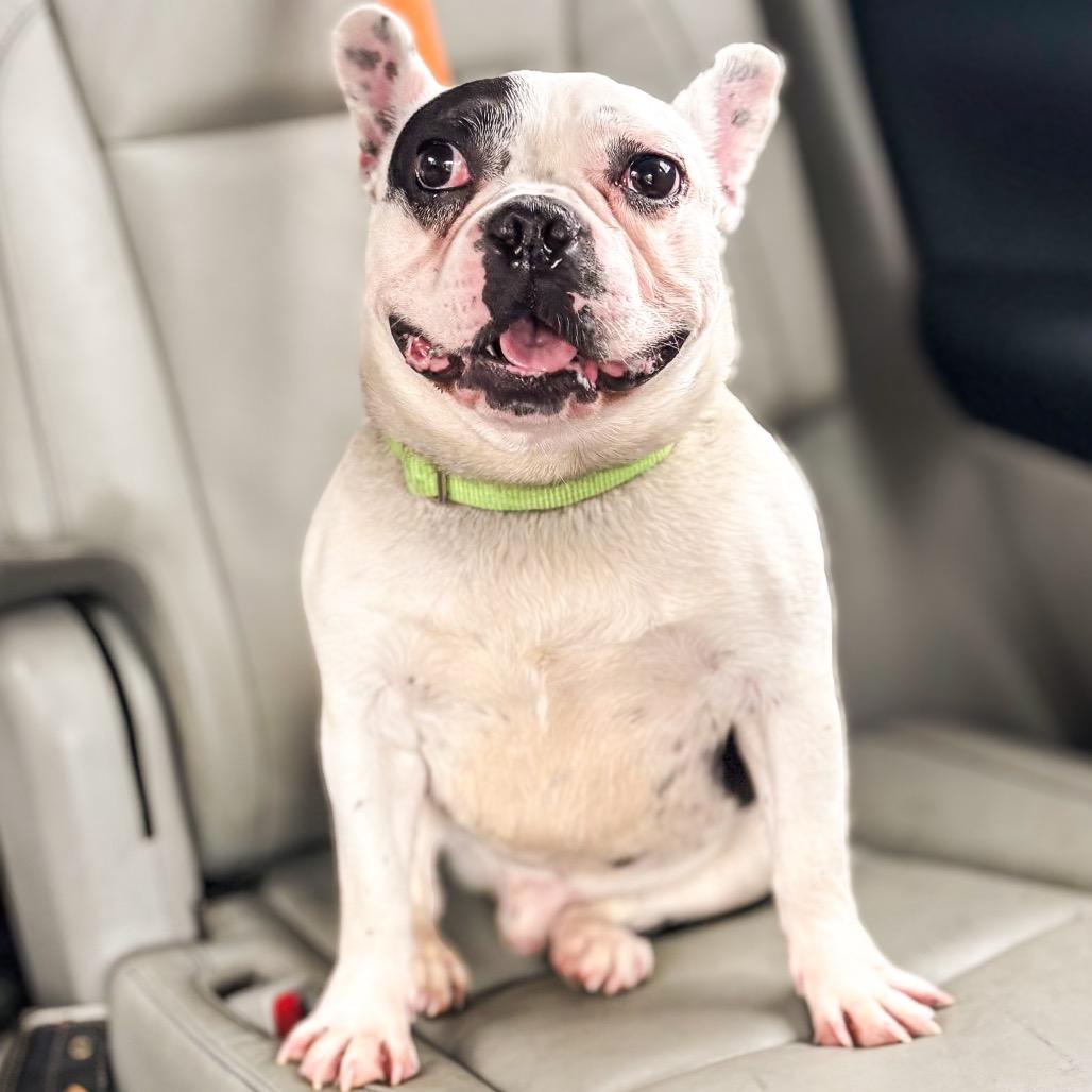 Enlarge Augie, a Adoptable French Bulldog in Springboro, OH image 4/6