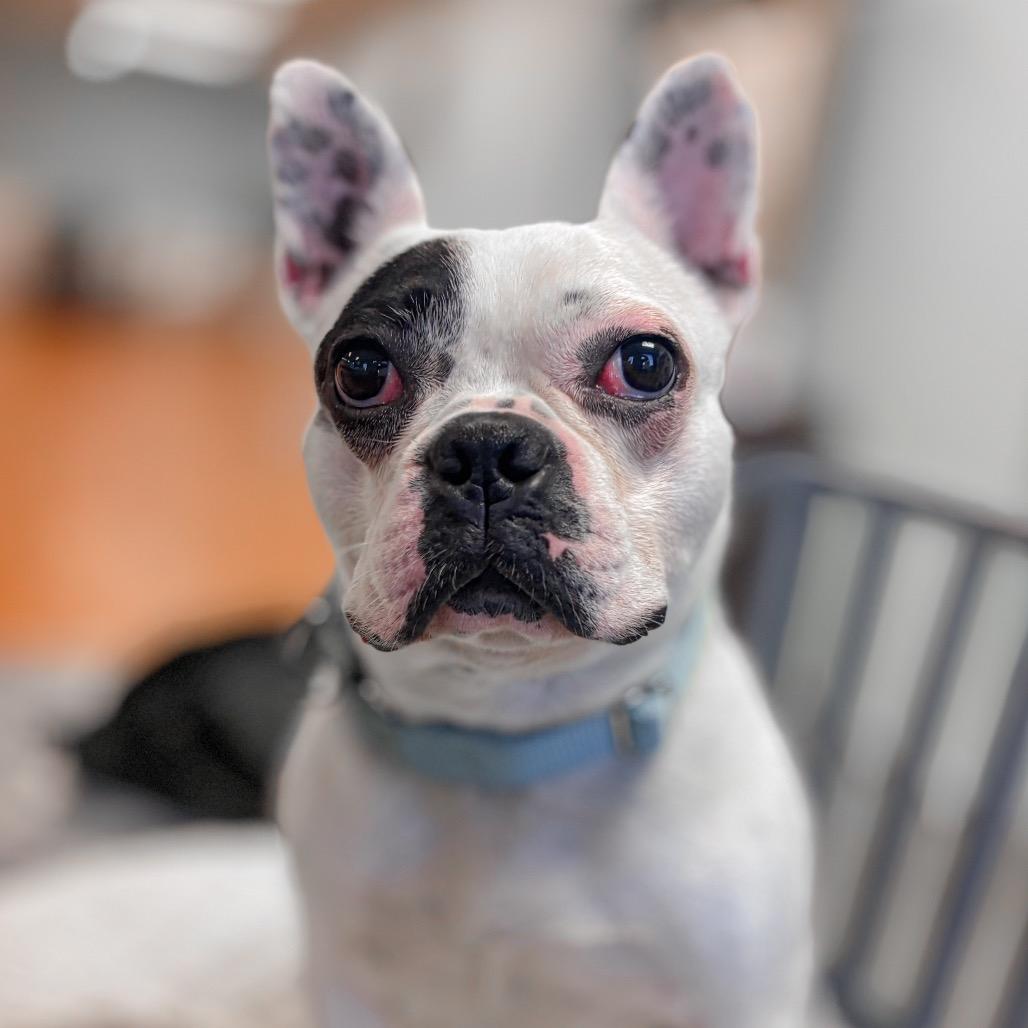 Enlarge Augie, a Adoptable French Bulldog in Springboro, OH image 6/6