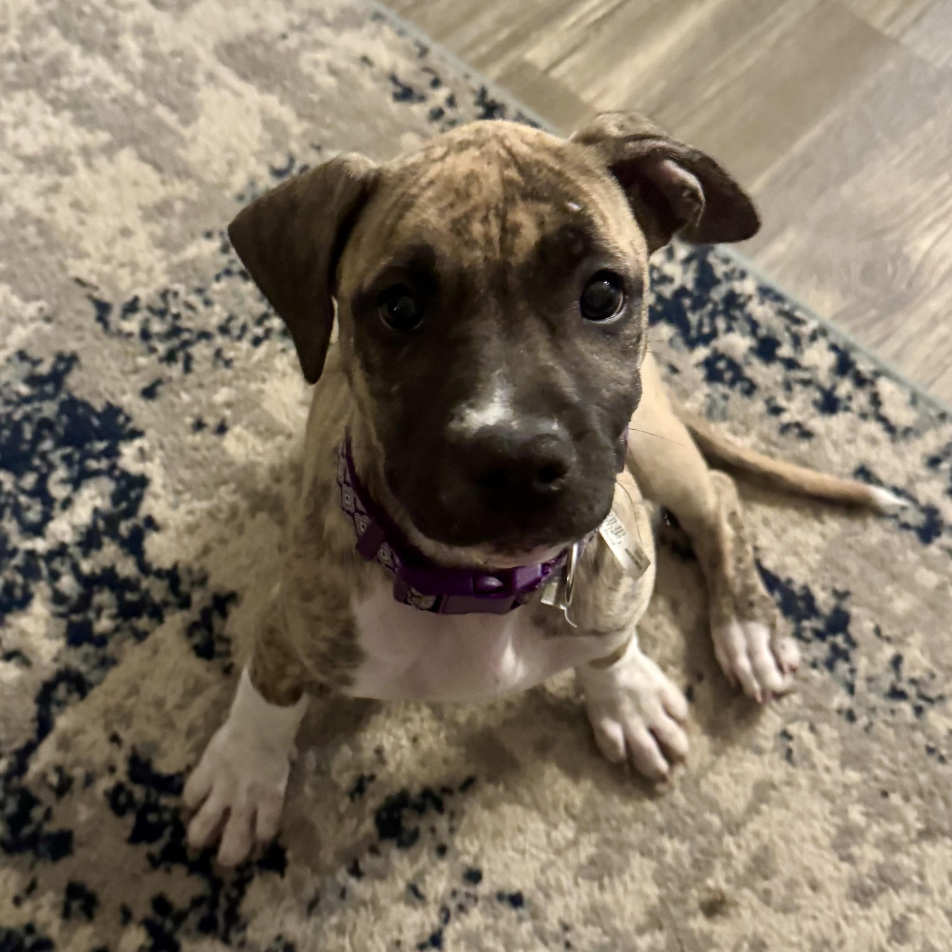 Cora, Baby Female Mixed Breed