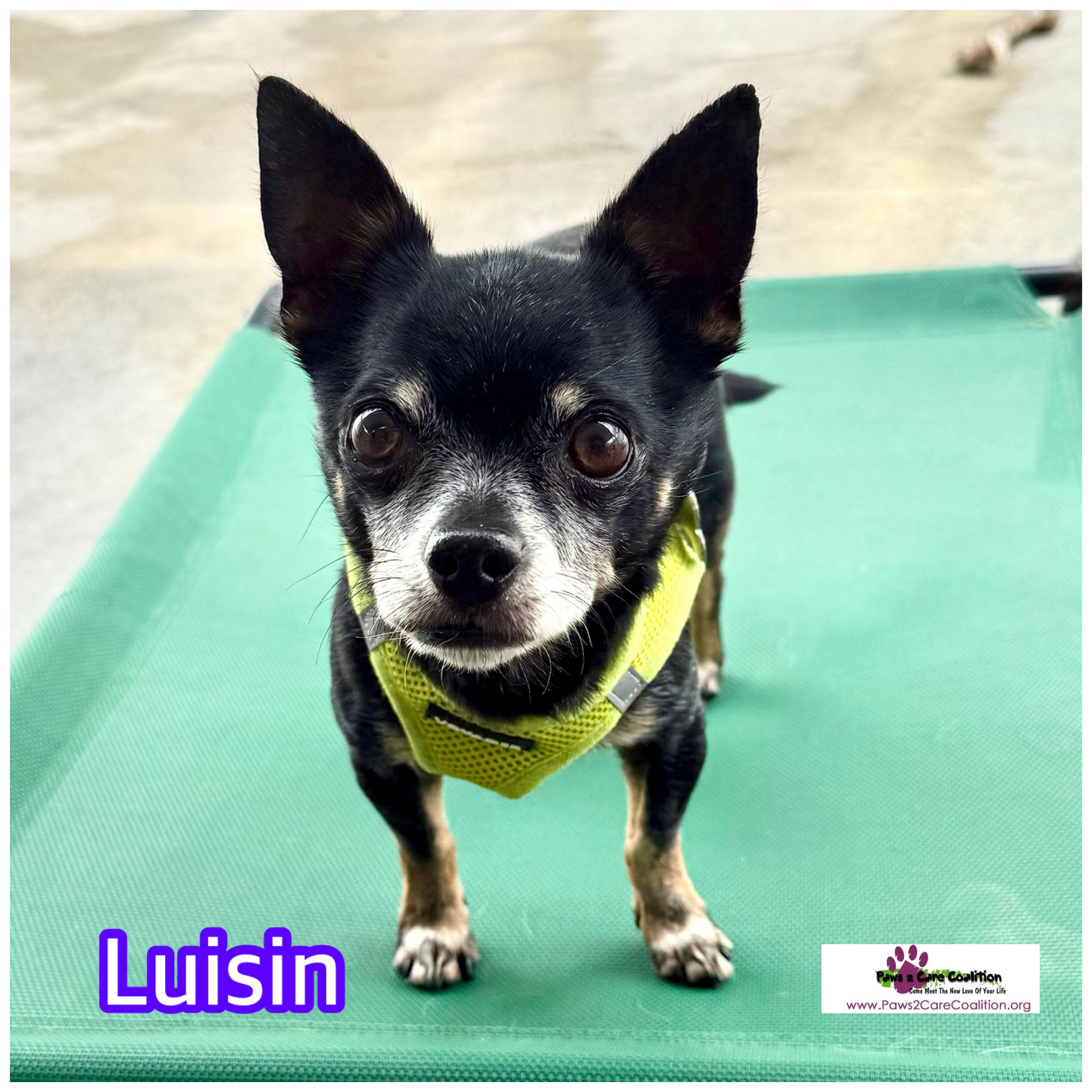Enlarge Luisin, a Adoptable Chihuahua in Hollywood, FL image 1/1