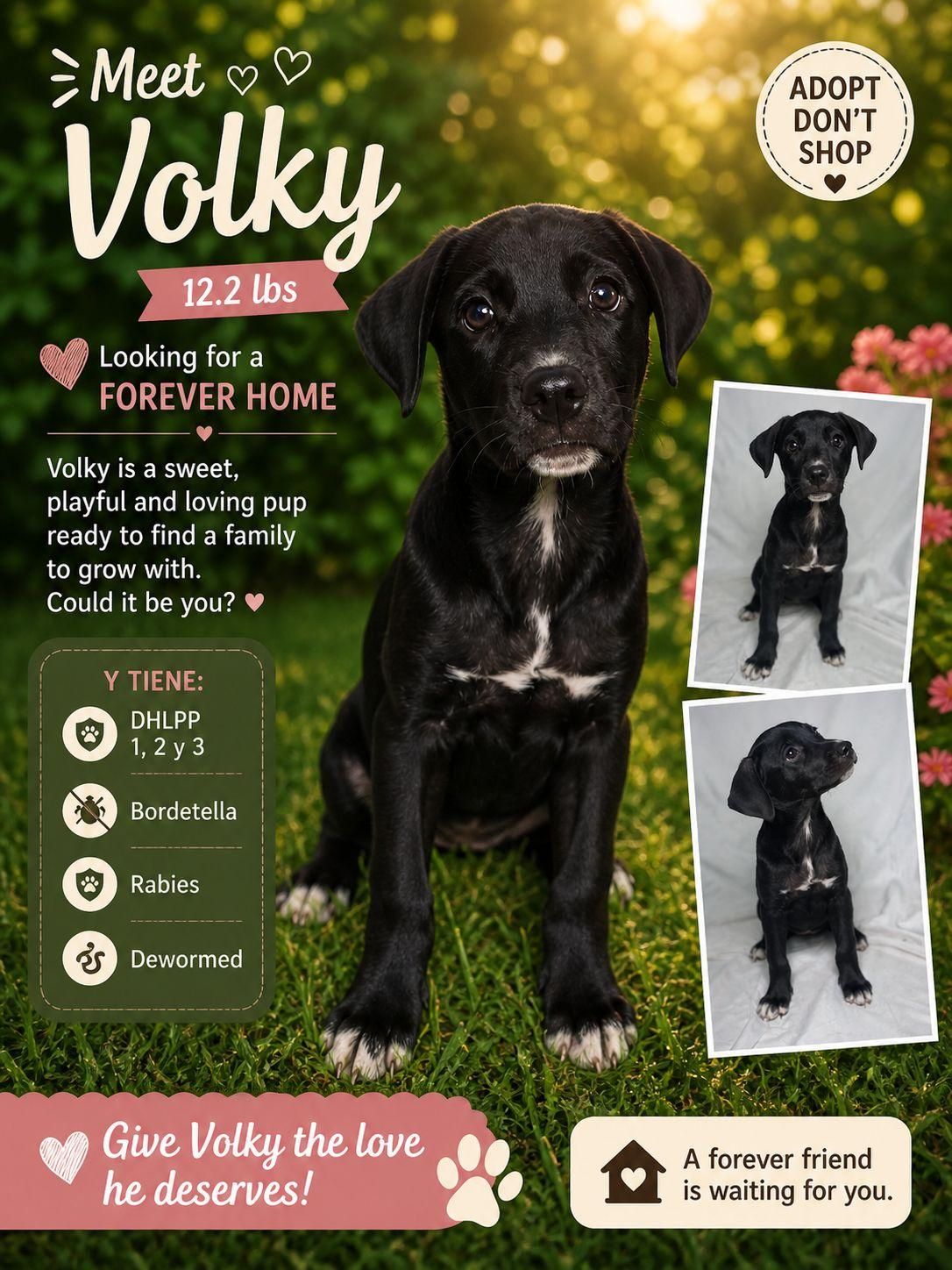 Enlarge Volky, a Adoptable Retriever in Jenkintown, PA image 1/1