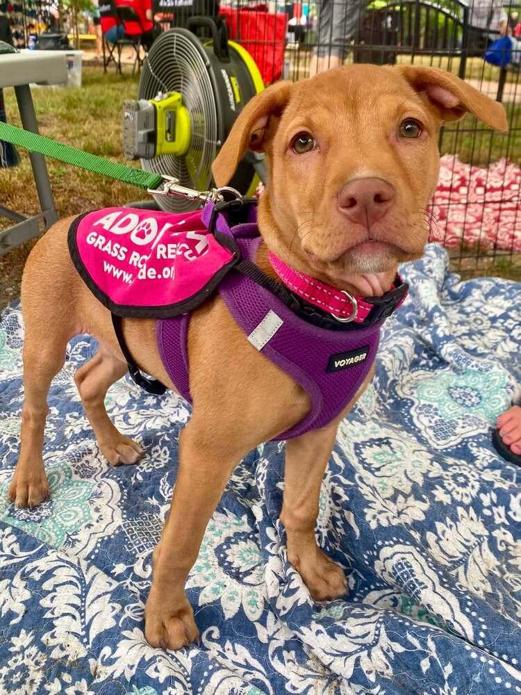 Miss Demeanor, Adoptable, Puppy Female Mixed Breed.