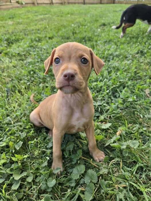 Miss Demeanor, Adoptable, Puppy Female Mixed Breed.