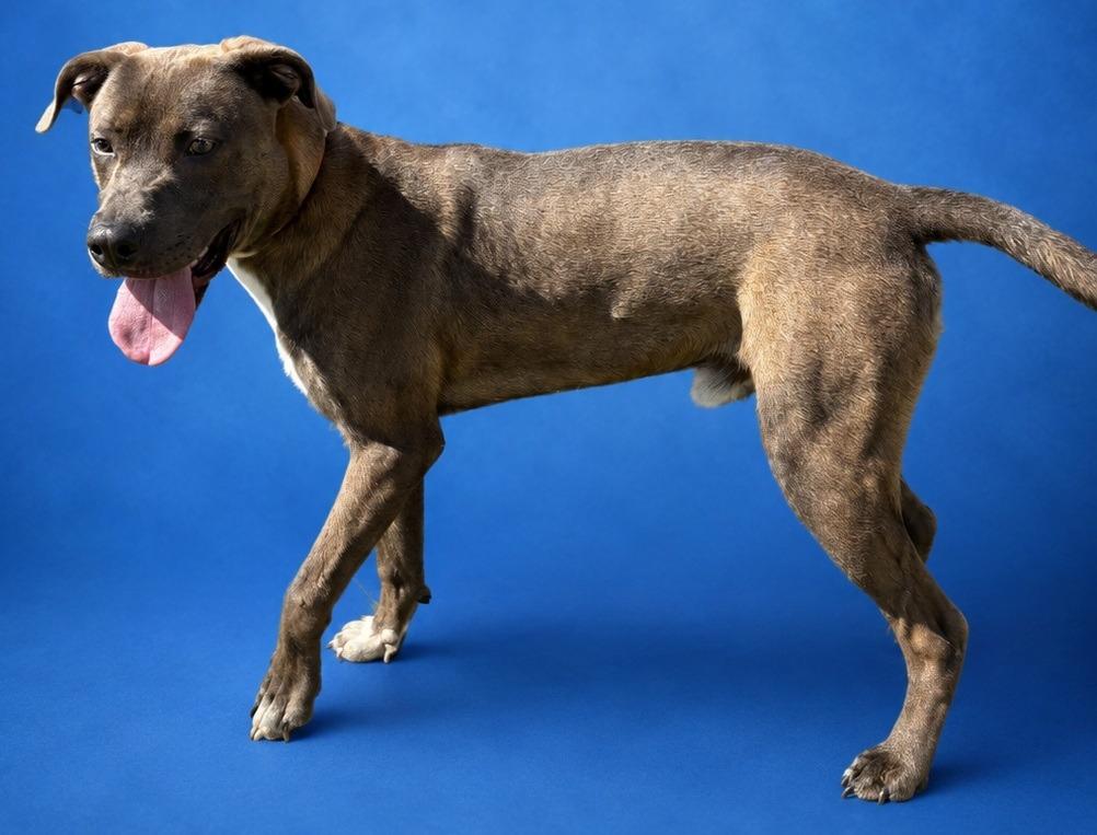 Enlarge Happy Gilmore, a Adoptable mixed breed in Wauchula, FL image 1/1