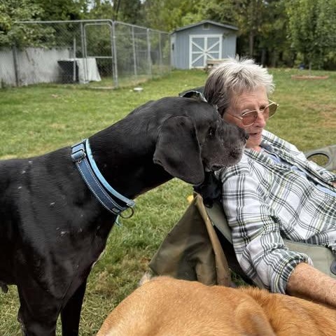 Bubba, a Adoptable Great Dane in Harrisburg, PA image 2/6