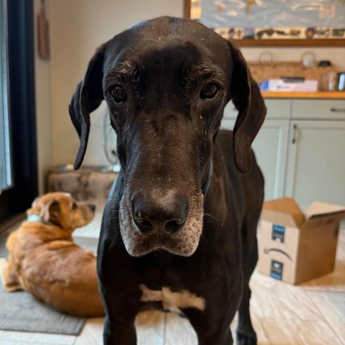 Bubba, a Adoptable Great Dane in Harrisburg, PA image 3/6