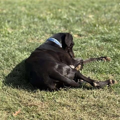 Bubba, a Adoptable Great Dane in Harrisburg, PA image 6/6