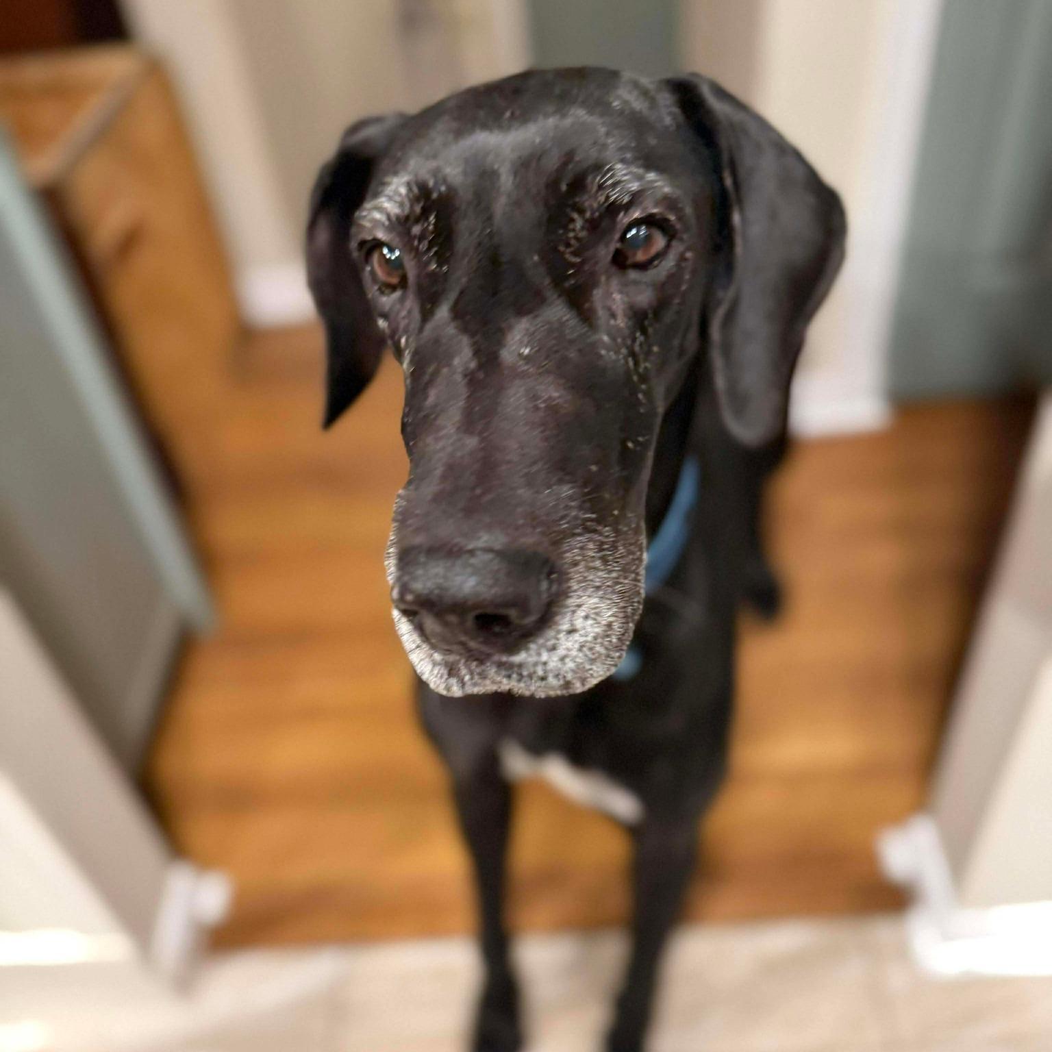 Bubba, a Adoptable Great Dane in Harrisburg, PA image 1/6