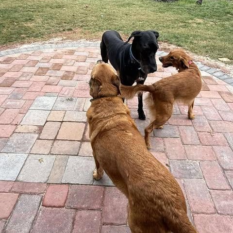 Bubba, a Adoptable Great Dane in Harrisburg, PA image 5/6