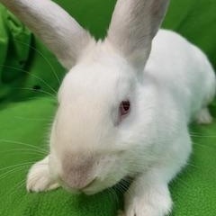 Arthur, a ADOPTABLE mixed breed in Haltom City, TX image 2/4