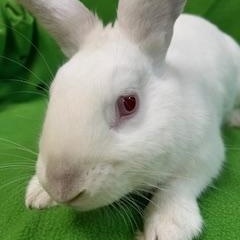 Arthur, ADOPTABLE, Young Male Bunny Rabbit.