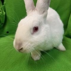 Arthur, a ADOPTABLE mixed breed in Haltom City, TX image 3/4