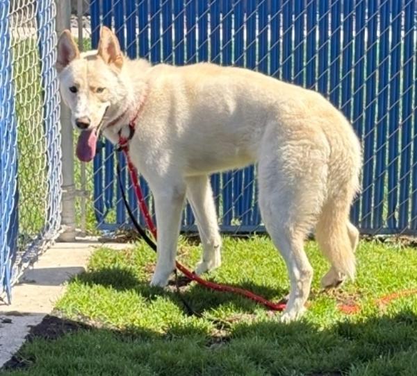 Aurora, Adoptable, Young Female Siberian Husky.