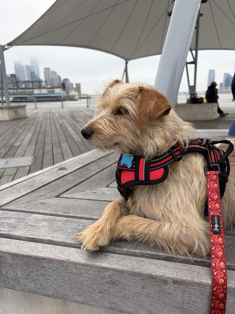 Amitra, Adoptable, Adult Female Terrier & Border Terrier.