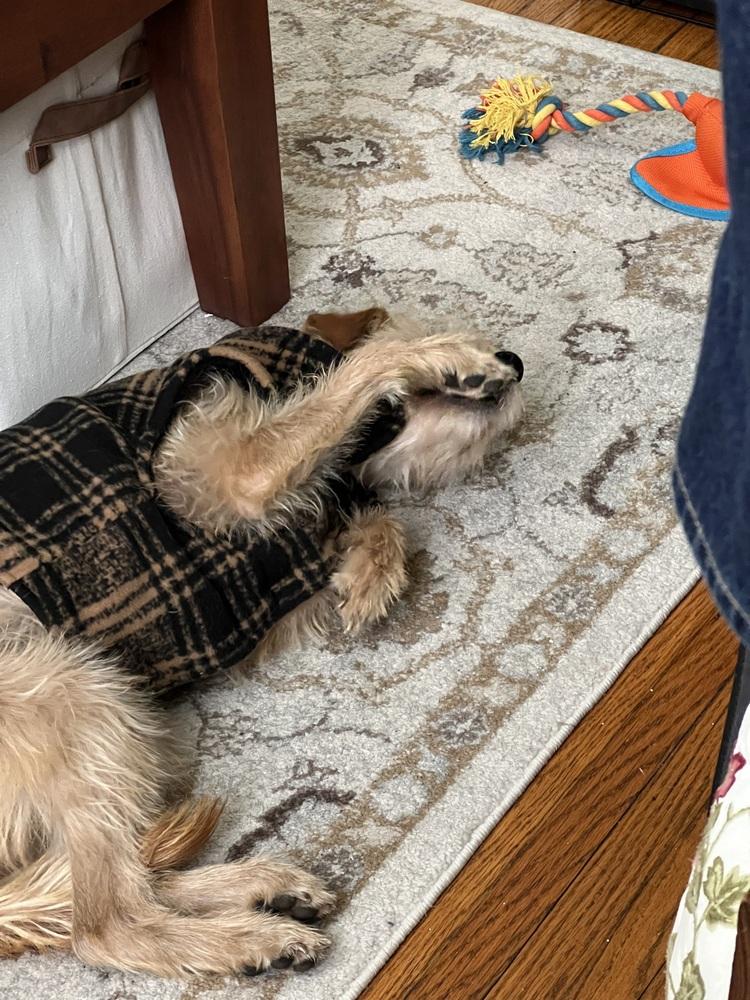 Enlarge Amitra, a Adoptable mixed breed in New York, NY image 2/4