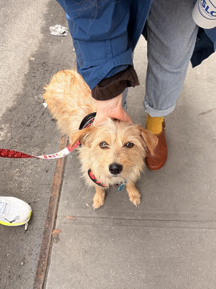 Enlarge Amitra, a Adoptable mixed breed in New York, NY image 3/4