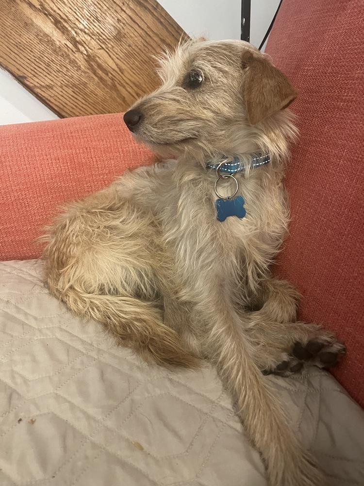 Enlarge Amitra, a Adoptable mixed breed in New York, NY image 4/4