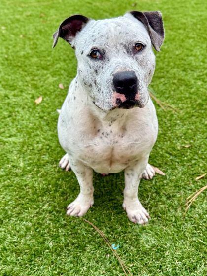 Teo - 2, Adoptable, Young Male American Bulldog & Cattle Dog.