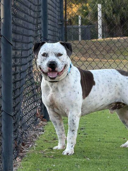 Teo - 2, Adoptable, Young Male American Bulldog & Cattle Dog.