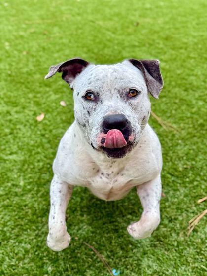 Enlarge Teo - 2, a Adoptable mixed breed in Daytona Beach, FL image 2/2